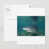 Carte Postale requin taureau (Devant / Derrière)