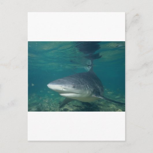 Carte Postale requin taureau (Devant)