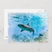 Carte postale requin vintage (Devant / Derrière)