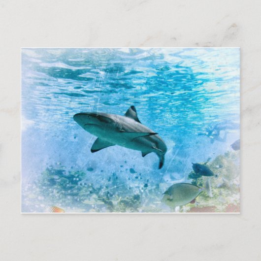 Carte postale requin vintage (Devant)