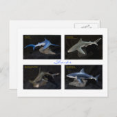 Carte Postale Requins (Devant / Derrière)