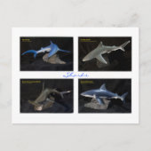 Carte Postale Requins (Devant)