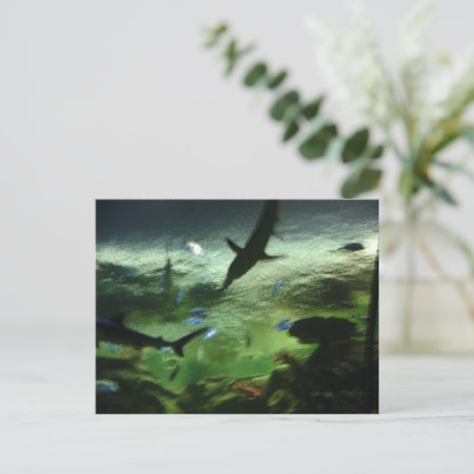 Carte Postale Requins (Debout devant)