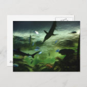 Carte Postale Requins (Devant / Derrière)