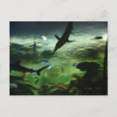 Carte Postale Requins (Devant)