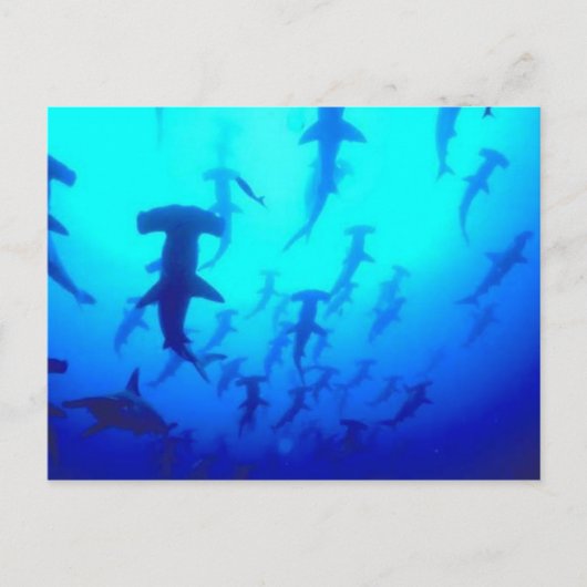 Carte postale Requins (Devant)