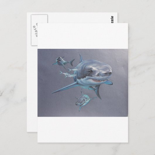 Carte Postale Requins à la baie (Devant / Derrière)