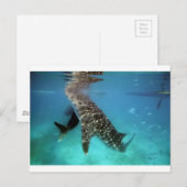 Carte Postale requins baleines qui se nourrissent (Devant / Derrière)