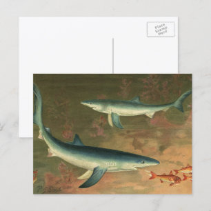 Carte Postale Requins Bleus Mangeant des Poissons, Vie Marine Vi