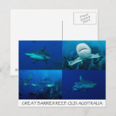 Carte Postale Requins de récif sur la Grande barrière de corail (Devant / Derrière)
