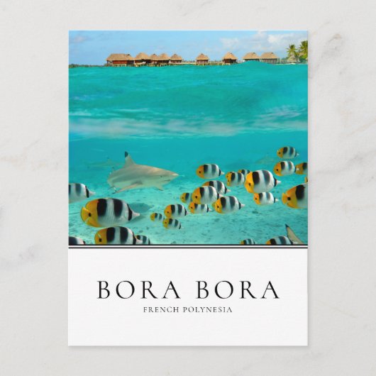 Carte Postale Requins et poissons en Bora Bora, Polynésie frança (Devant)
