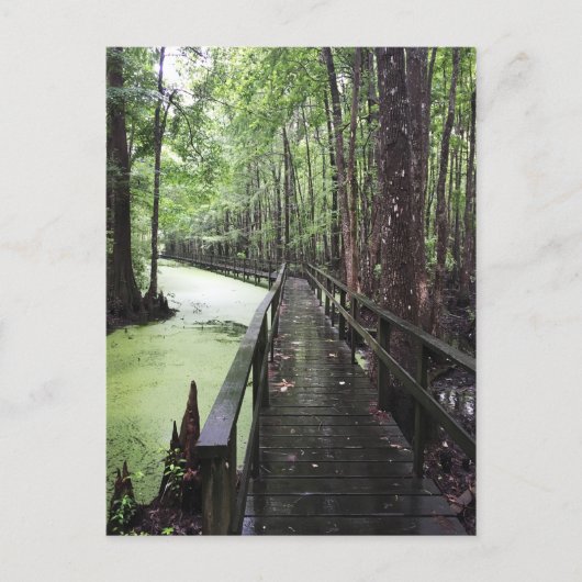 Carte Postale réserve côtière de santee (Devant)