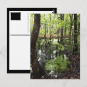 Carte Postale réserve côtière de santee (Devant / Derrière)