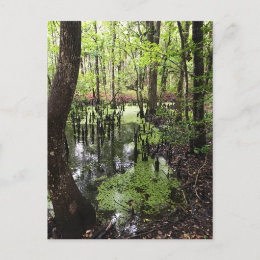 Carte Postale réserve côtière de santee (Devant)