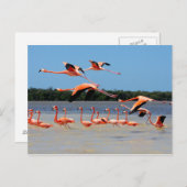 Carte Postale Réserve de biosphère de Celestun (Devant / Derrière)