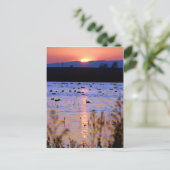 Carte Postale Réserve de faune de Yolo (Debout devant)