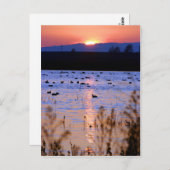 Carte Postale Réserve de faune de Yolo (Devant / Derrière)