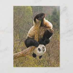 Carte Postale Réserve de pandas de Wolong, Chine, 2 ans 1/2