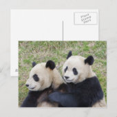 Carte Postale Réserve de Wolong, Chine, Panda géant faisant un c (Devant / Derrière)