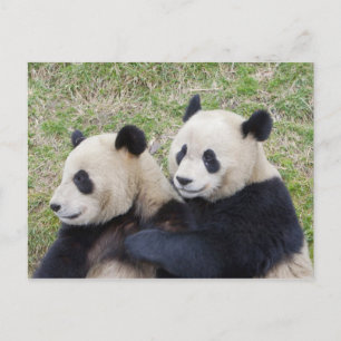 Carte Postale Réserve de Wolong, Chine, Panda géant faisant un c