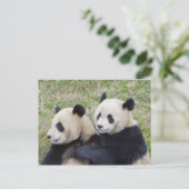 Carte Postale Réserve de Wolong, Chine, Panda géant faisant un c (Debout devant)