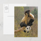 Carte Postale Réserve de Wolong Panda, Chine, 2 ans et demi (Devant / Derrière)