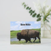 Carte Postale Réserve faunique de bison de Kansas Maxwell (Debout devant)