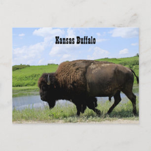 Carte Postale Réserve faunique de bison de Kansas Maxwell
