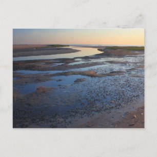 Carte Postale Réserve faunique de Wellfleet Bay Cape Cod Tidal
