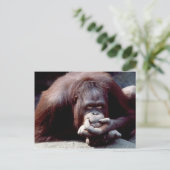 Carte Postale Réserve faunique - Primates 10 (Debout devant)