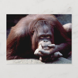 Carte Postale Réserve faunique - Primates 10