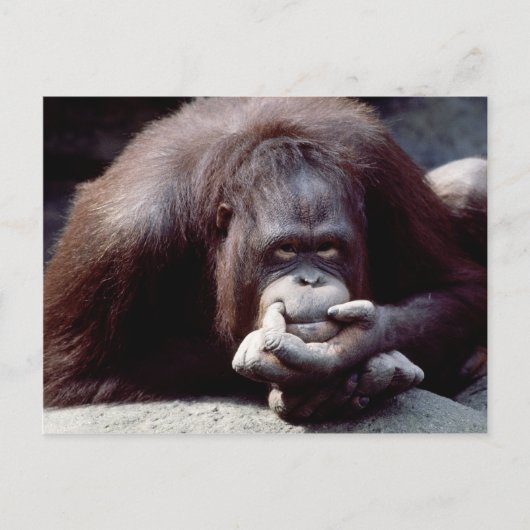 Carte Postale Réserve faunique - Primates 10 (Devant)