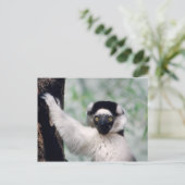 Carte Postale Réserve faunique - Primates 12 (Debout devant)