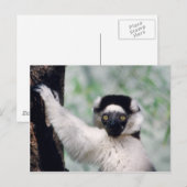 Carte Postale Réserve faunique - Primates 12 (Devant / Derrière)