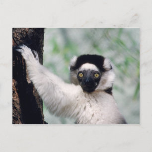 Carte Postale Réserve faunique - Primates 12