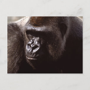 Carte Postale Réserve faunique - Primates 13