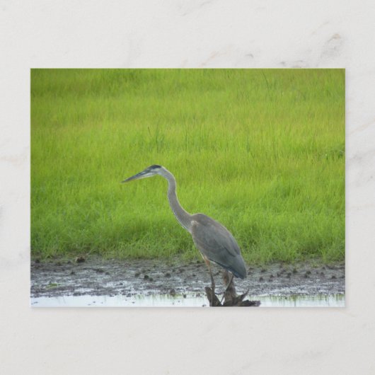 Carte Postale Réserve nationale de faune Blackwater (Devant)