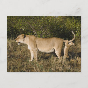Carte Postale Réserve nationale du Masai Mara, Kenya