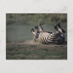 Carte Postale Réserve nationale du Masai Mara, Kenya 2