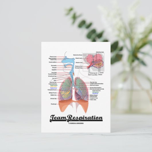 Carte Postale Respiration de l'équipe (système respiratoire) (Debout devant)