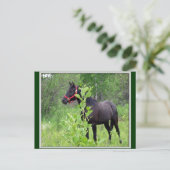 Carte Postale Respiré (Debout devant)