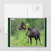 Carte Postale Respiré (Devant / Derrière)