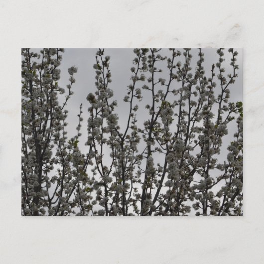 Carte Postale Ressort dans l'air (Devant)