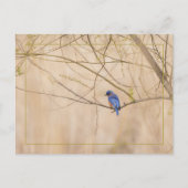 Carte Postale Ressort de Bluebird (Devant)