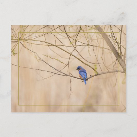 Carte Postale Ressort de Bluebird (Devant)