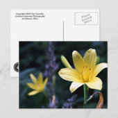 Carte postale Ressort Lilies (Devant / Derrière)