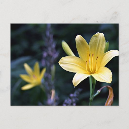 Carte postale Ressort Lilies (Devant)