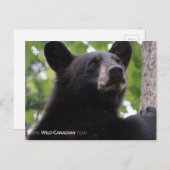 Carte Postale Ressort - Ours noir (Devant / Derrière)