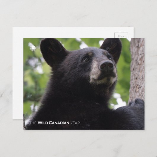 Carte Postale Ressort - Ours noir (Devant / Derrière)