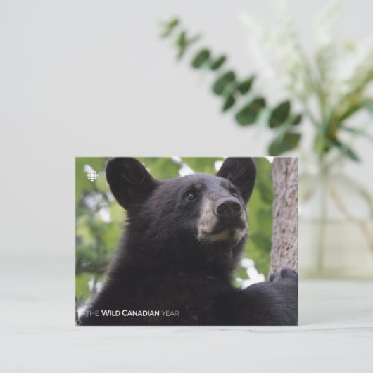 Carte Postale Ressort - Ours noir (Debout devant)